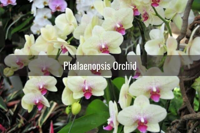 Whie and pink Phalaenopsis orchid flowers