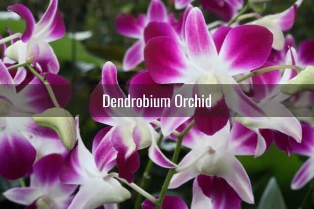 Purple and white Dendrobium orchid blooms