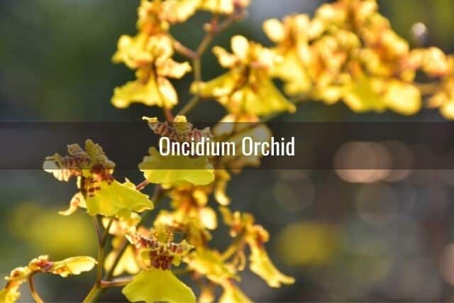 Yellow Oncidium orchid blooms