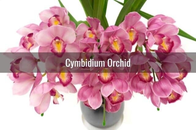 Pink Cymbidium orchid blooms in a pot