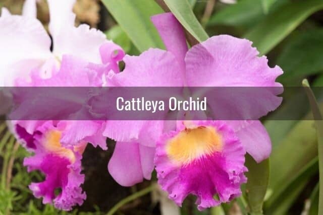 Pink and purple Cattleya orchid flowers