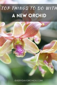 Top Things You Need to Do With a New Orchid - Everyday Orchids