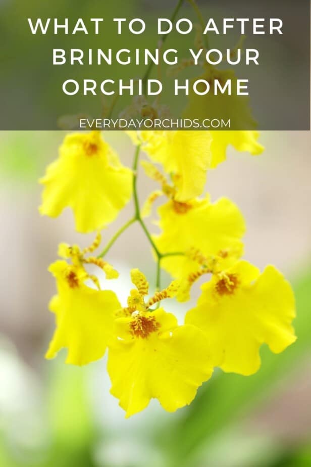 Yellow Oncidium orchid flowers