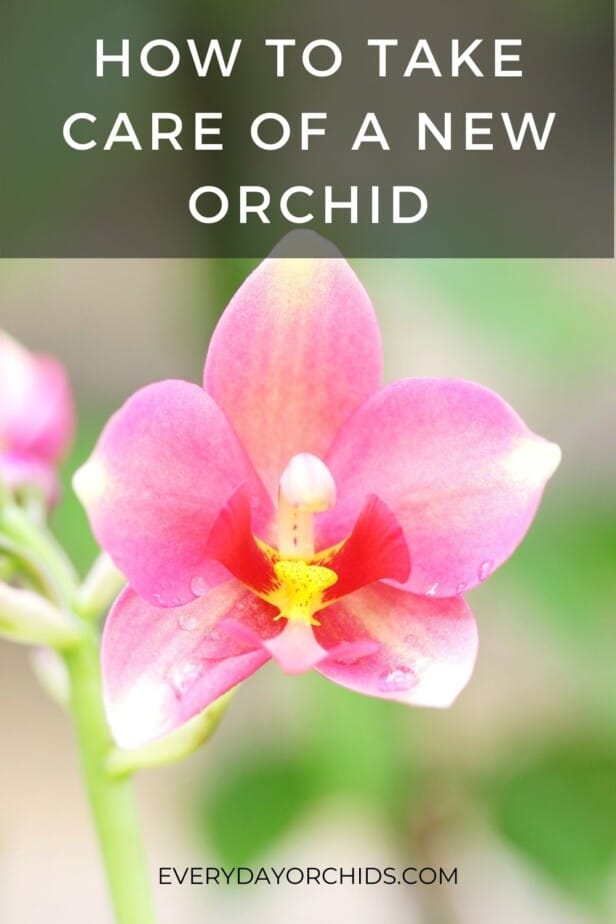 Top Things You Need to Do With a New Orchid - Everyday Orchids