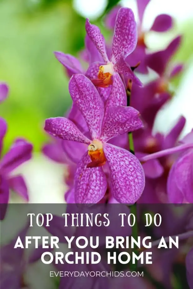 Pink purple vanda orchid flowers