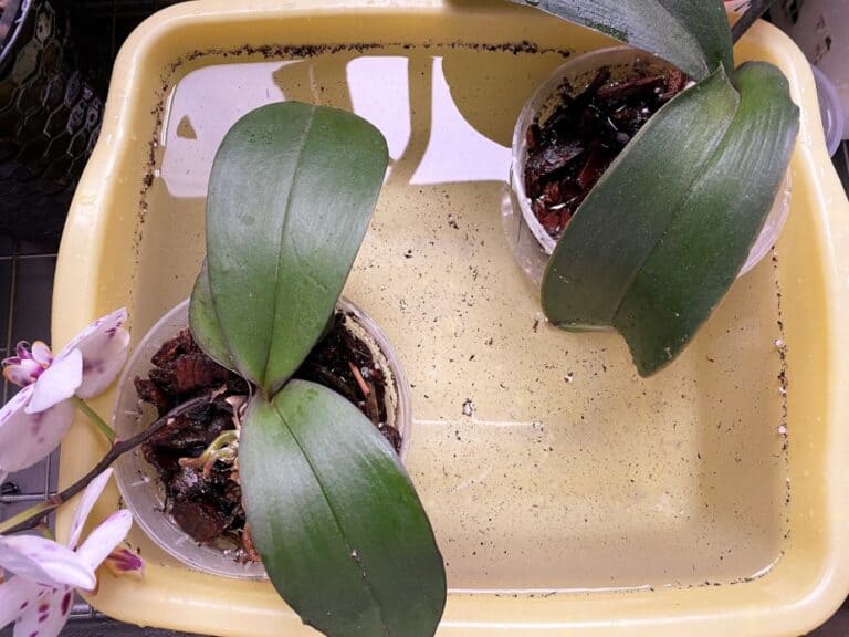 How to Water Your Orchids Everything You Need To Know Everyday Orchids