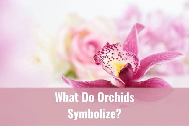 Pink cymbidium orchid meaning