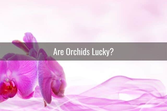 Pink orchid flowers against a pink dreamy background, what is the meaning of these orchids?