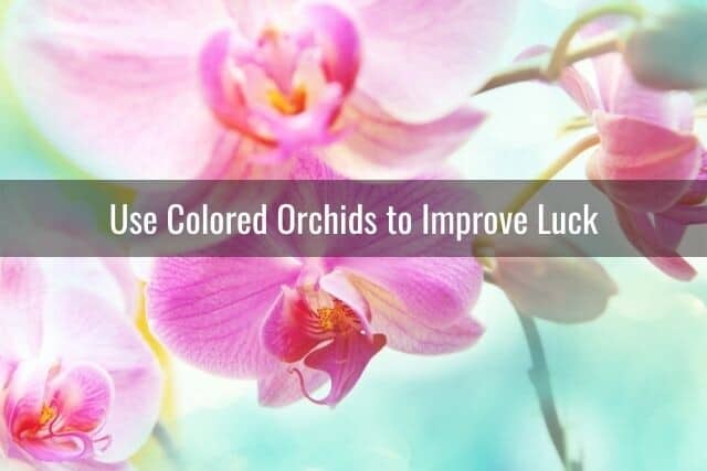 Meaning of pink orchids against a blue background