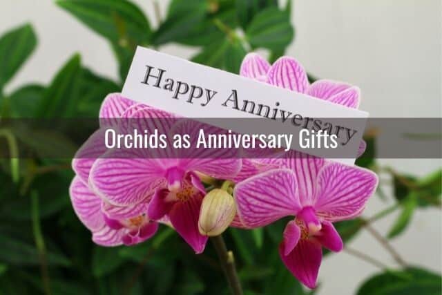 Pink striped Phalaenopsis flowers with Happy Anniversary tag