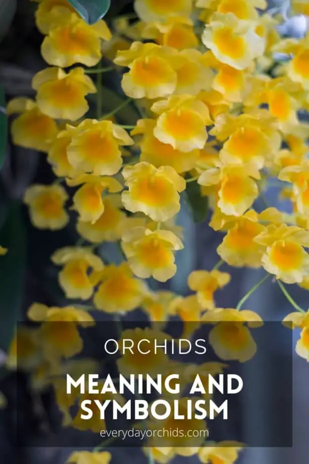 Yellow Oncidium orchid flowers
