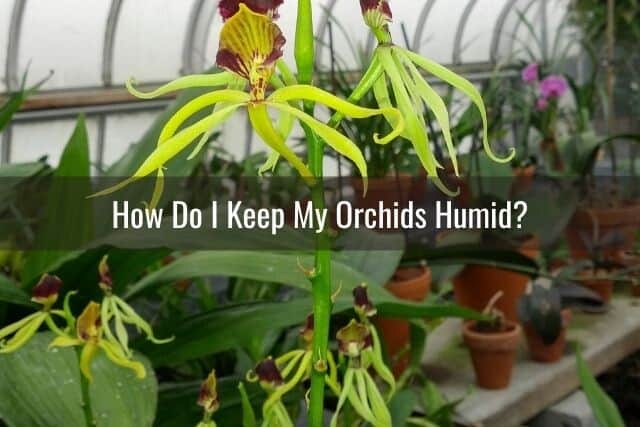 Orchids in a greenhouse