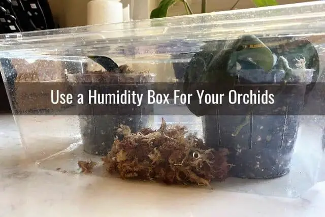 Orchids in a humidity box
