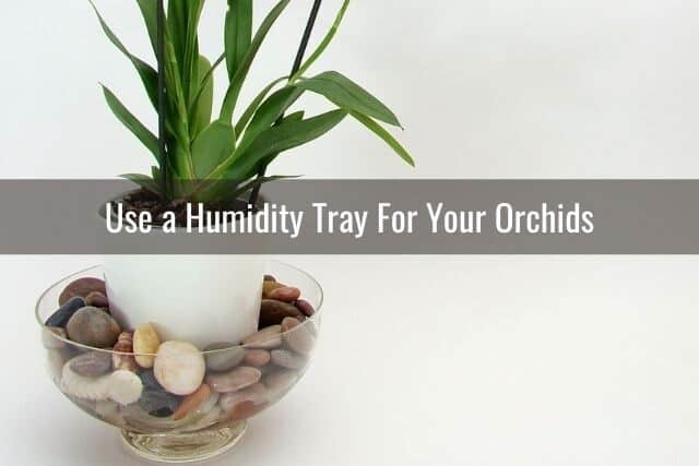 Orchid pot sitting on a humidity tray