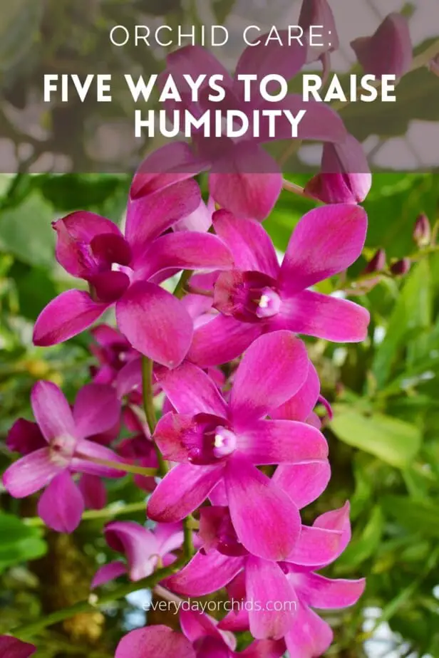 Bright pink orchid blooms