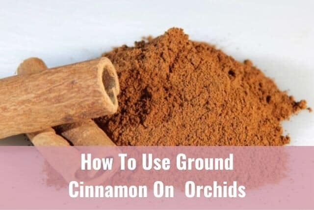 Ground cinnamon powder and cinnamon stick