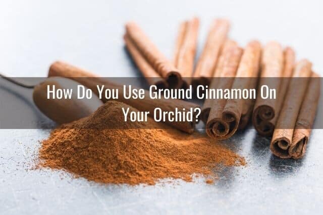 Ground cinnamon powder and cinnamon sticks