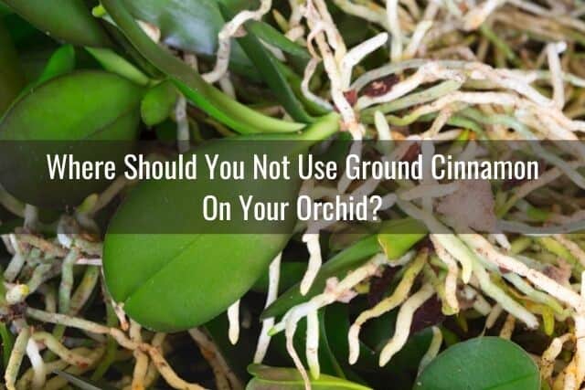 Orchid roots