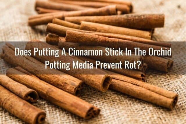 Cinnamon sticks on burlap