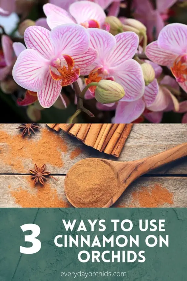 Pink orchid flowers and ground cinnamon powder in a wooden spoon