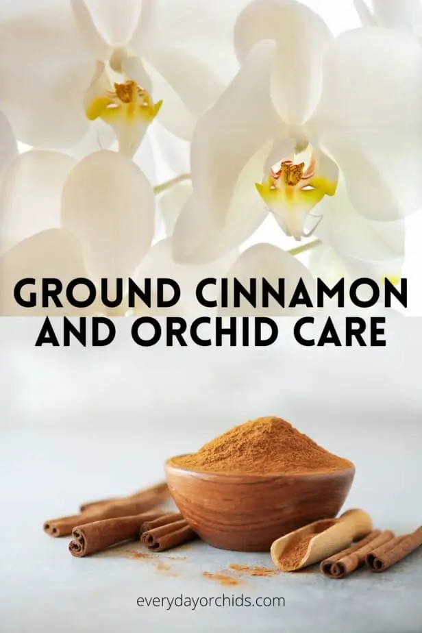 White orchid flowers and a bowl of ground cinnamon powder