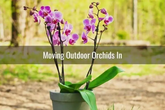 Potted orchid outdoors on dirt ground