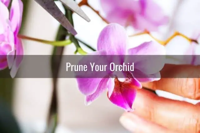 Person pruning an orchid with scissors