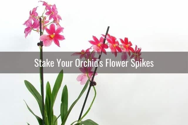 Orchid with pink blooms, staked flower spikes