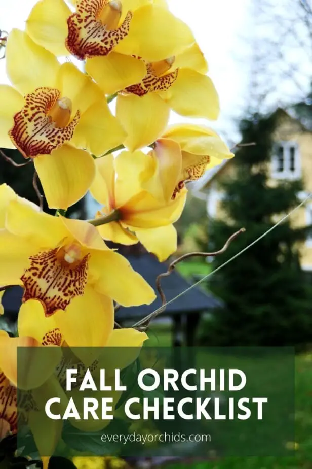 Yellow orchid blooms with house and lawn in the background