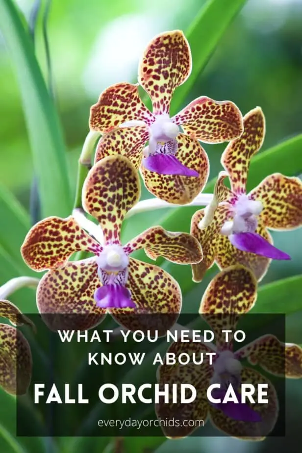 Close up of vanda orchid flowers