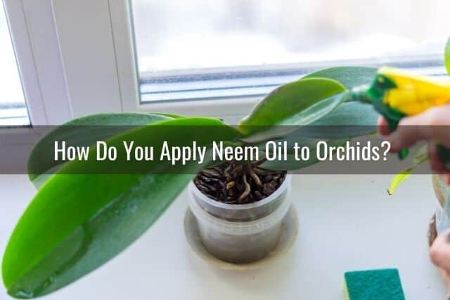 Person spraying orchid with Neem oil