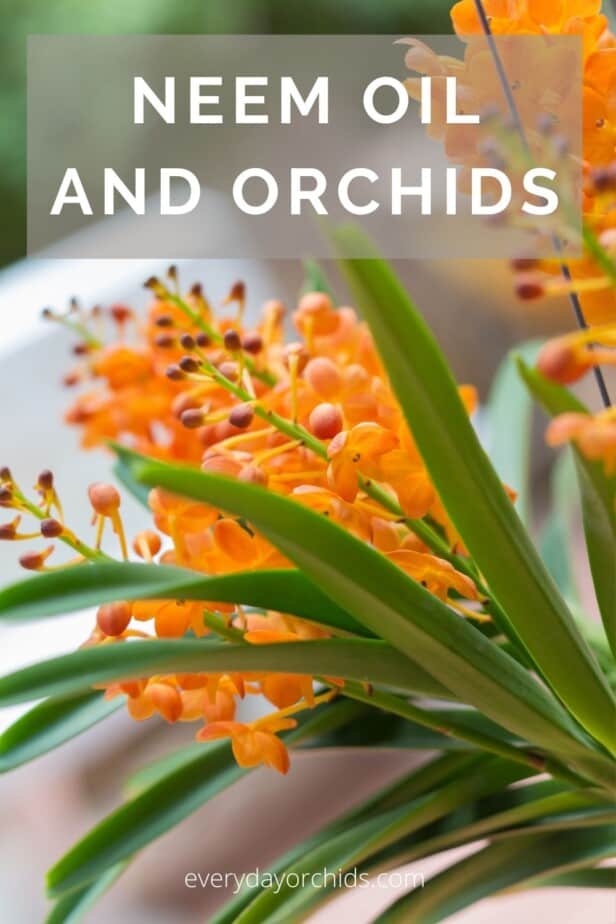 Yellow orange orchid blooms treated with neem oil