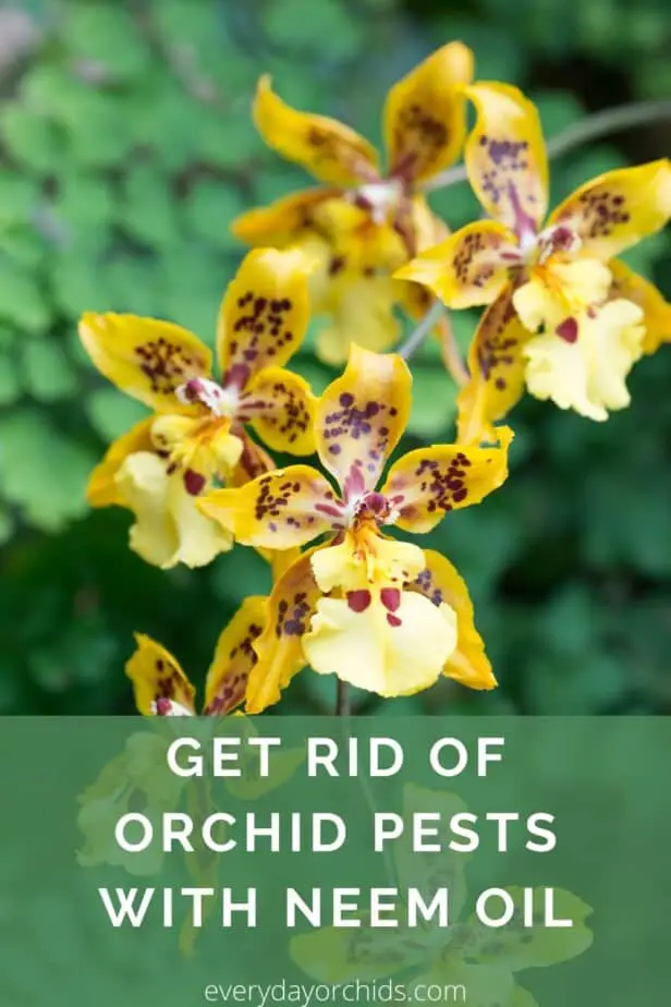 Oncidium orchid blooms