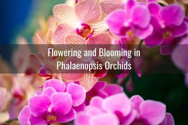 Orange and pink Phalaenopsis orchid blooms