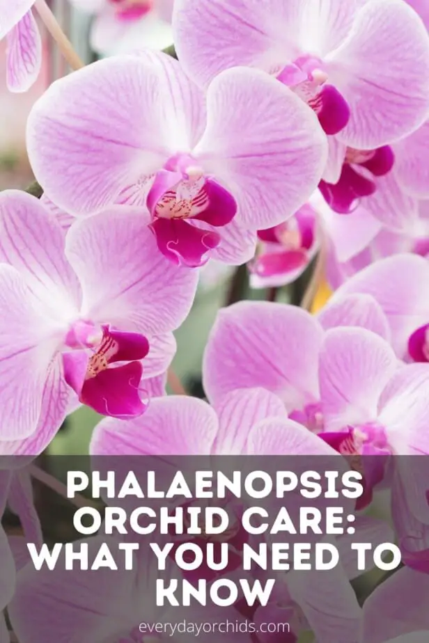 Pink Phalaenopsis orchid blooms close up