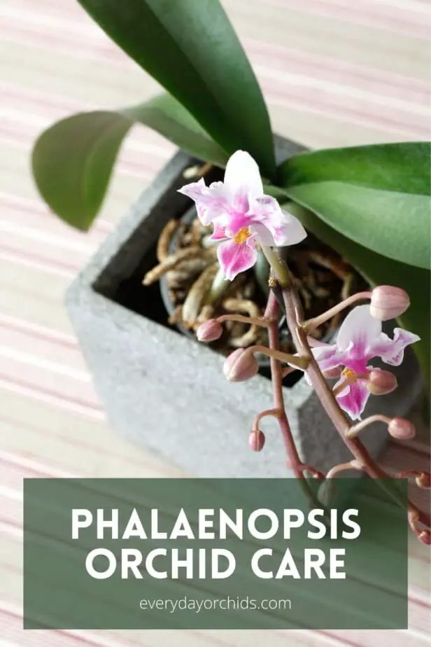 Potted Phalaenopsis orchid
