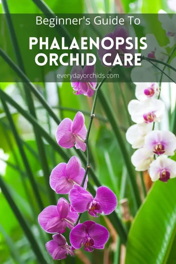 Phalaenopsis orchids outdoors