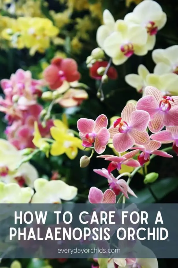 Pink and yellow Phalaenopsis orchid blooms