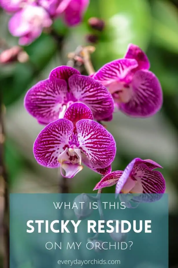 Purple striped orchid flowers
