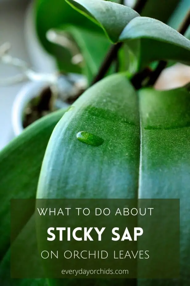 Sticky orchid leaves with sticky sap up close