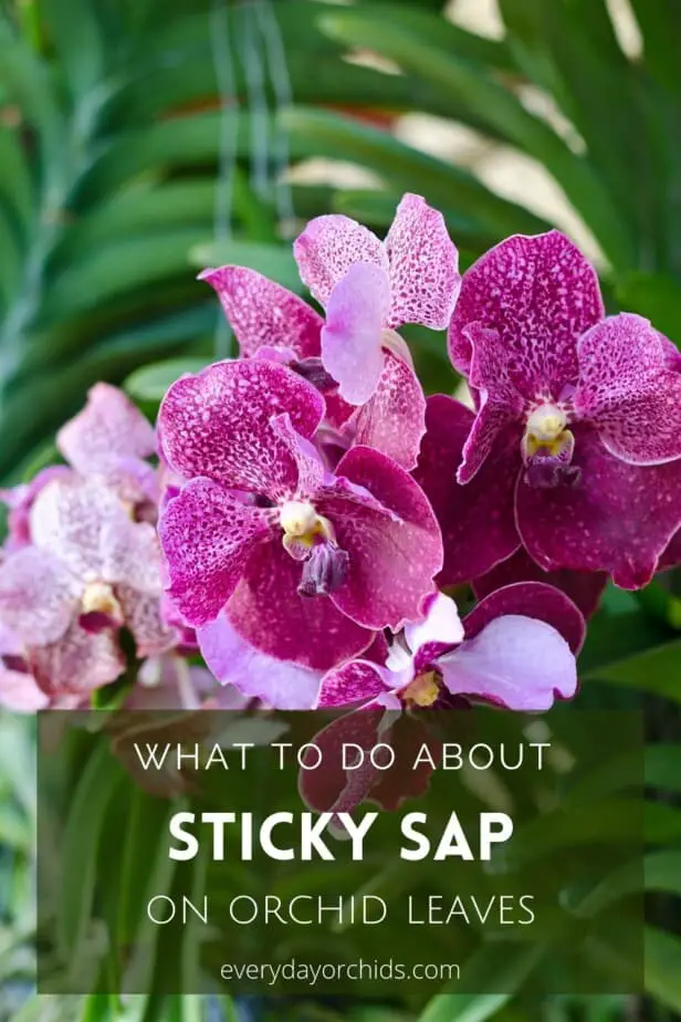 Vanda orchids with sticky orchid leaves