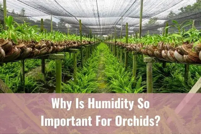 Rows of orchid plants in a humid greenhouse