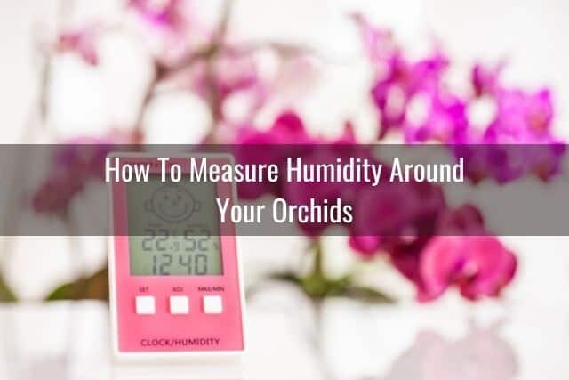 Hygrometer measuring humidity with orchids in the background