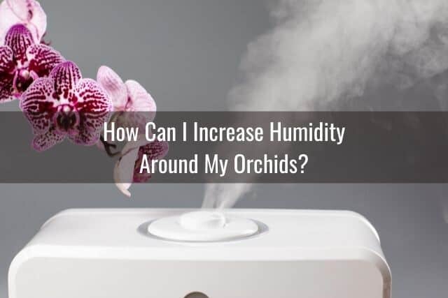 Humidifier working with orchid in background