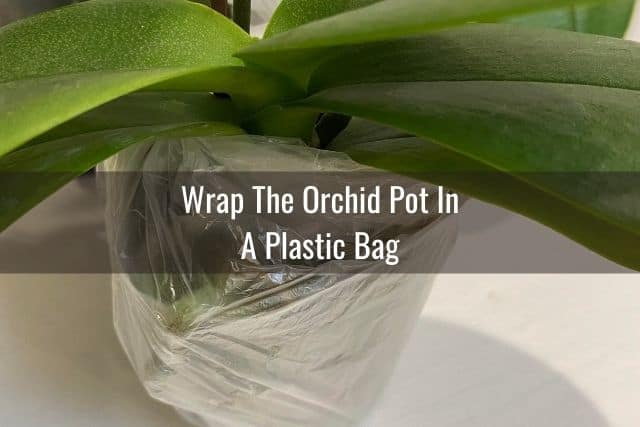 Orchid pot wrapped in a plastic bag for a flight