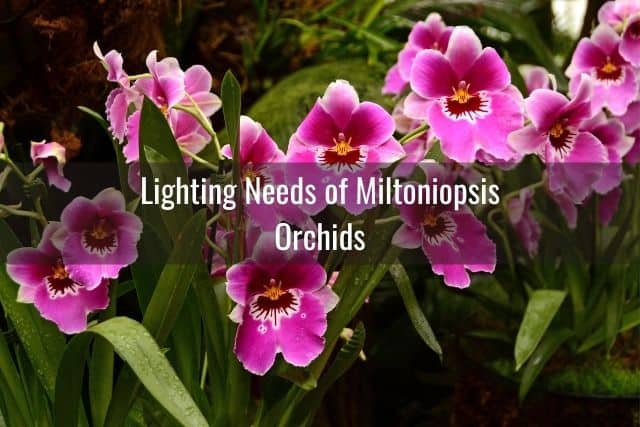 Pink Miltoniopsis orchid flowers