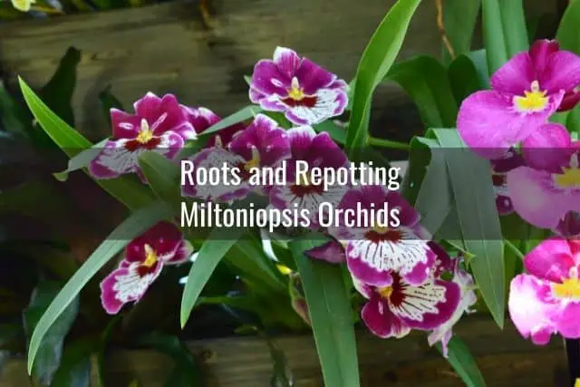 Pink and white Miltoniopsis orchid flowers