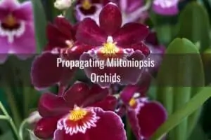 All About Miltoniopsis "Pansy" Orchids And Their Care - Everyday Orchids