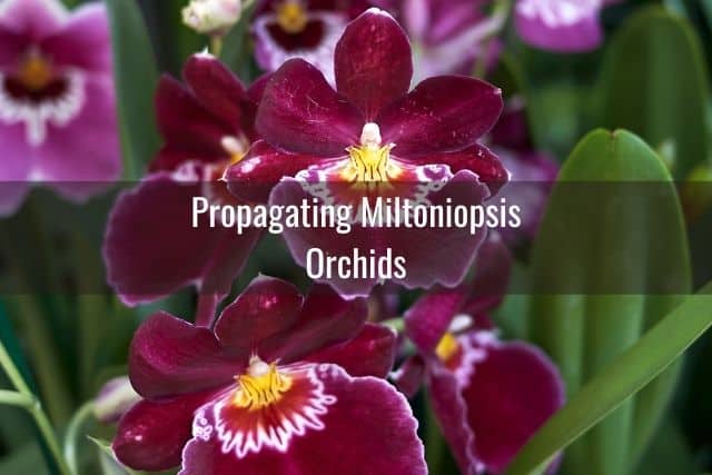 Burgundy Miltoniopsis orchid flowers