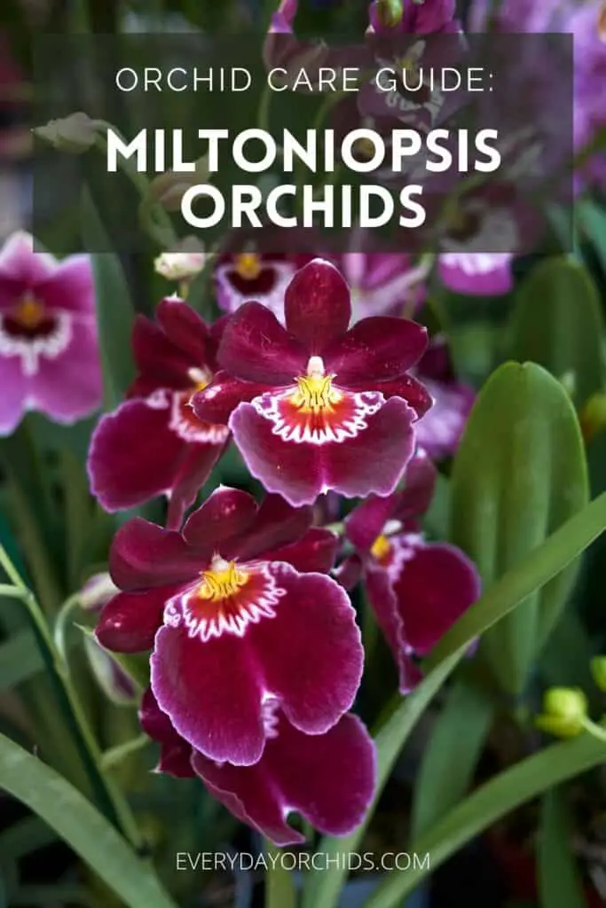 Miltoniopsis orchid in bloom